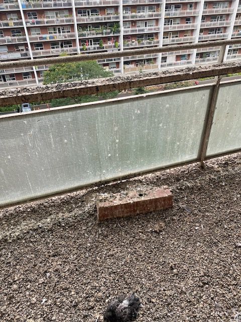 balcony dirty with pigeon droppings