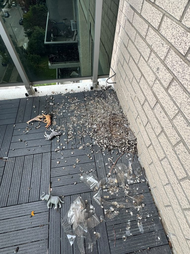 Balcony covered in pigeon droppings