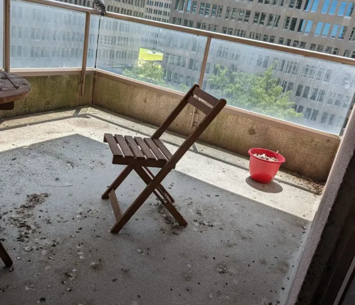 pigeon poop removal